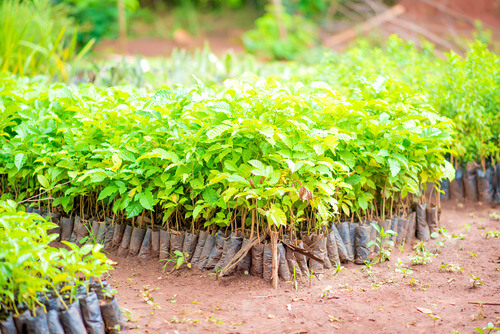 https://trinityforestry.org/wp-content/uploads/2021/09/Re-afforestation-Campaign-70.jpg