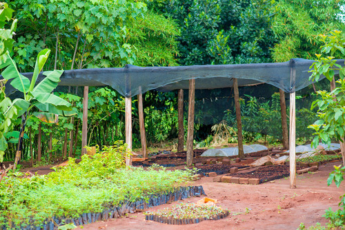 https://trinityforestry.org/wp-content/uploads/2021/09/Re-afforestation-Campaign-73.jpg