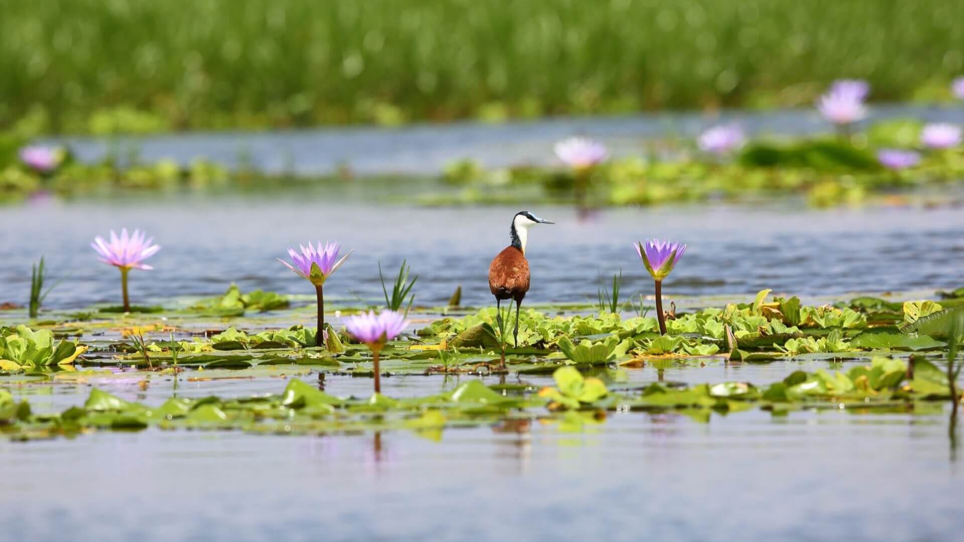 Threats To Biodiversity Increase Climate Change